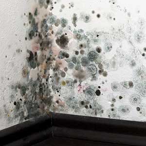 mold-in-a-corner